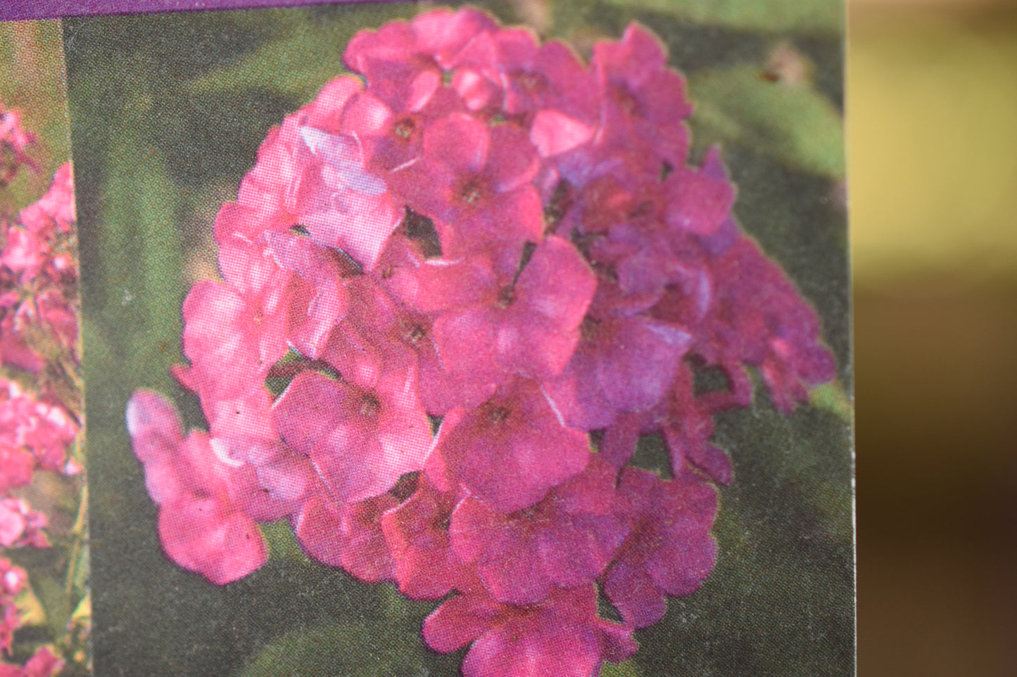 Bubblegum Pink Phlox