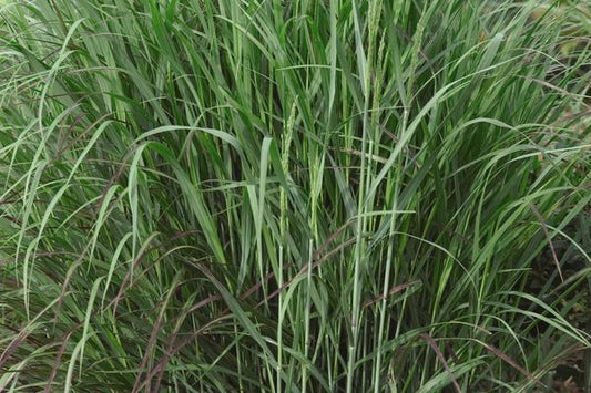 Panicum- Shenandoah Switch Grass