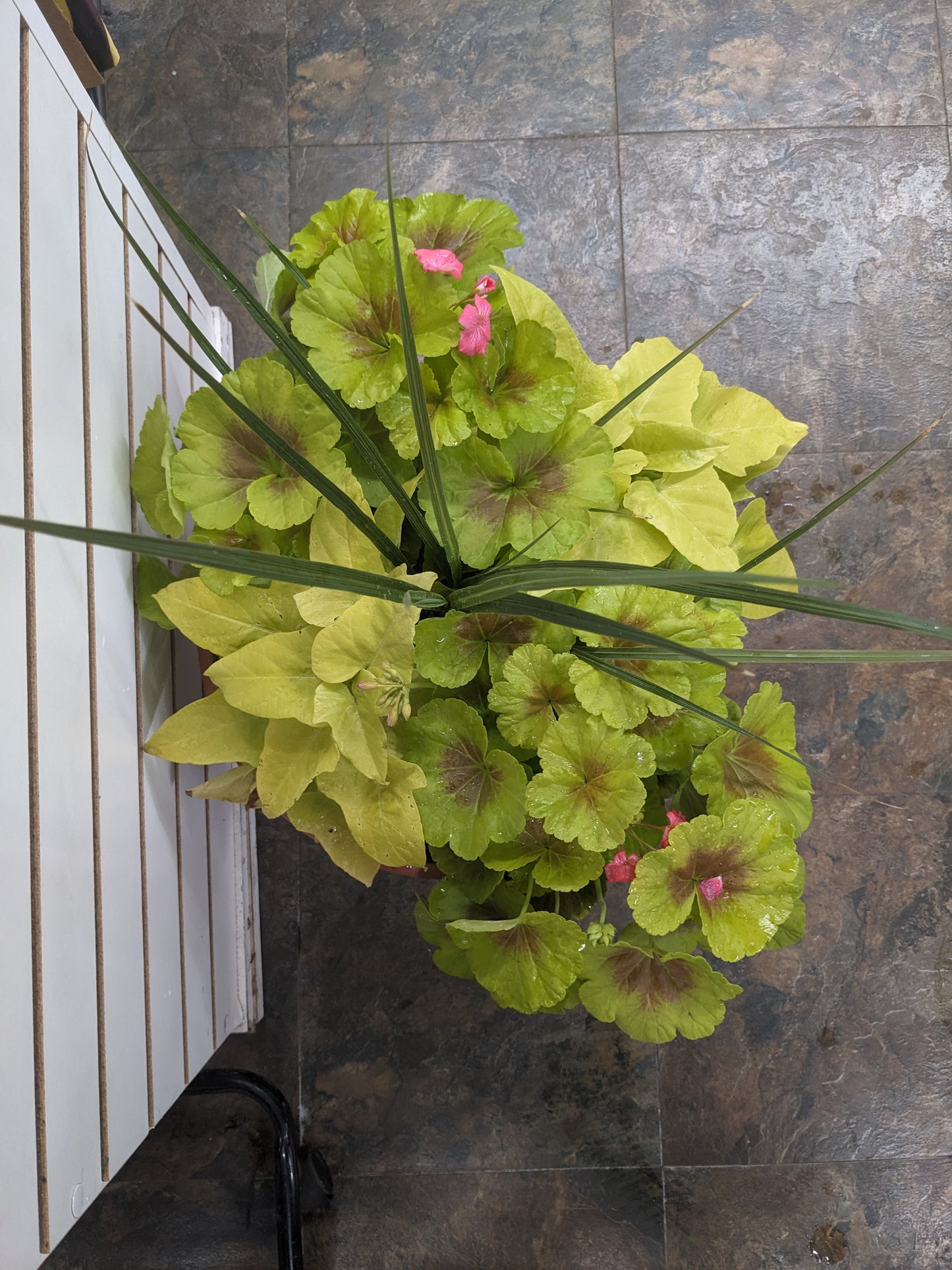12" Patio Pot