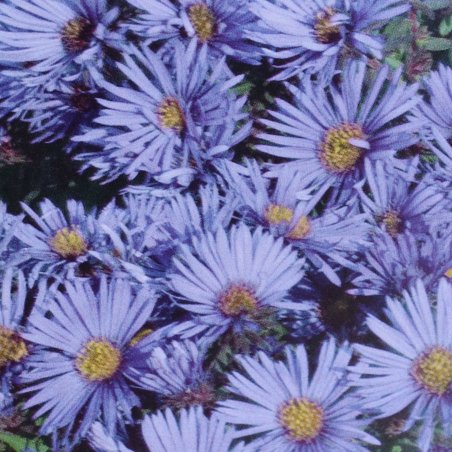 Woods Blue Aster