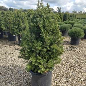 Taxus - Upright Japanese Yew