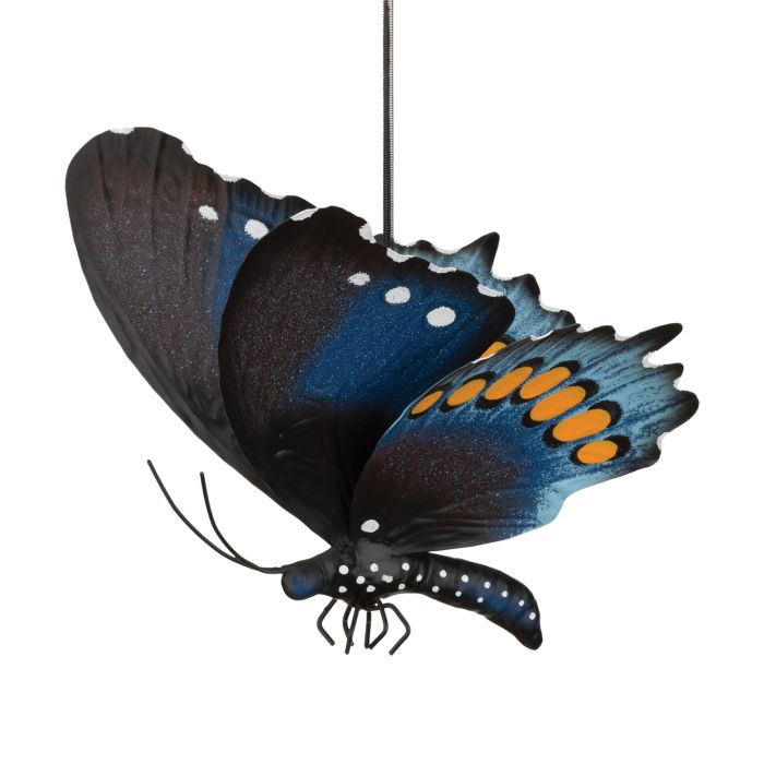 Butterfly Bouncie Pipevine