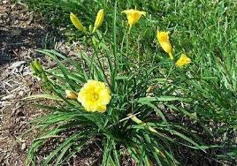 Hem- Mini Stella Daylily