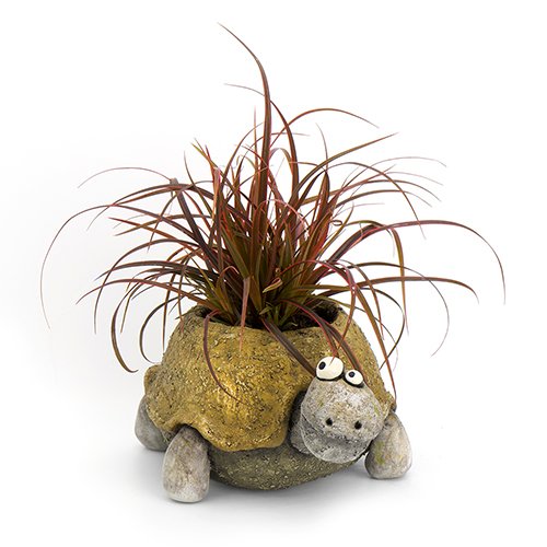 tortoise plant pot Pogo The Tortoise Planter