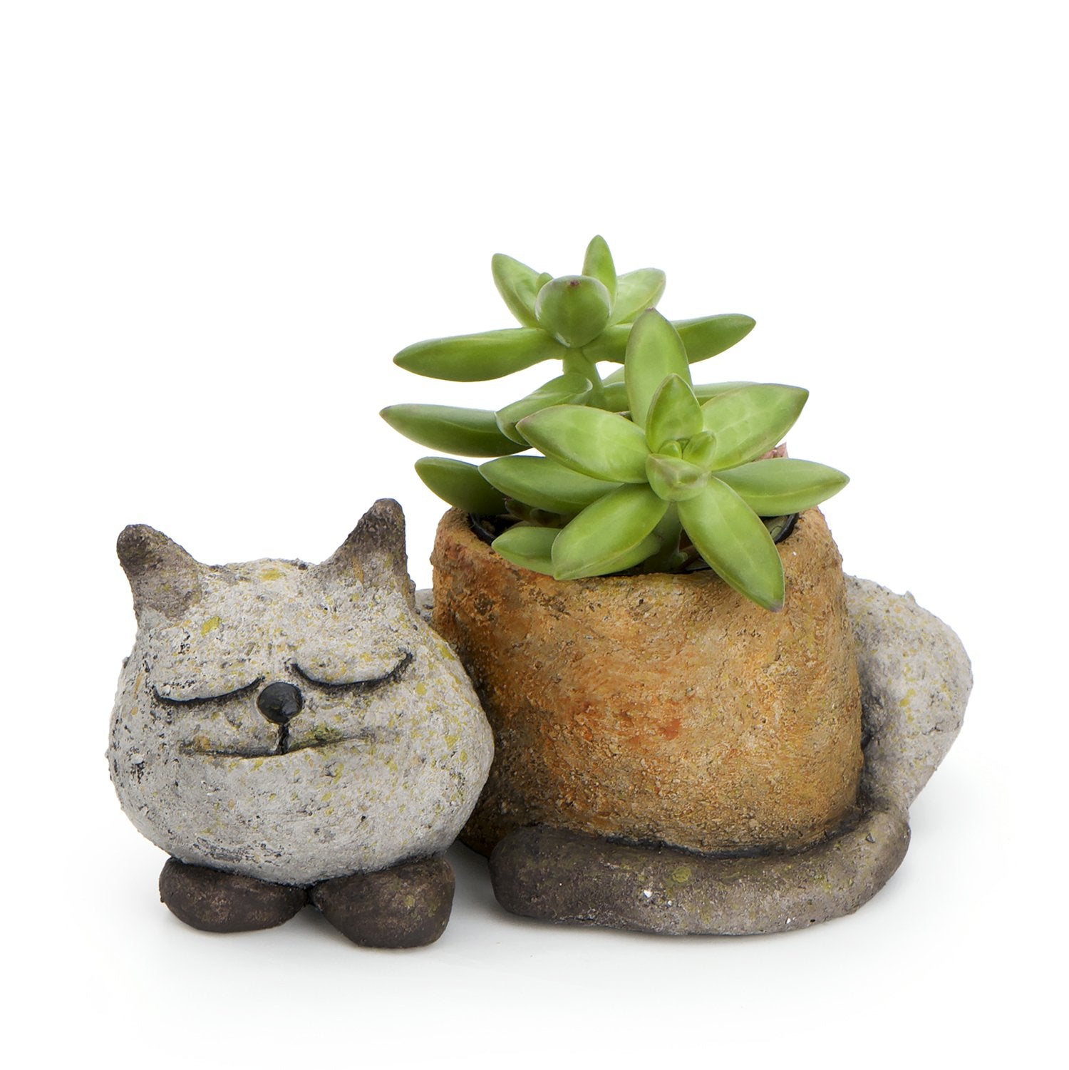 cat planter with succulent Sleepy Kitty Cat Planter – Rock Gardens
