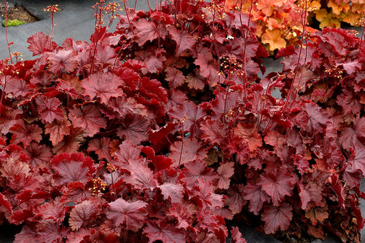 Heuchera- Northern Exposure Red Coral Bells