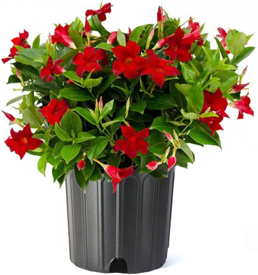 Dipladenia- 1 Gallon Tropicals – Rock Gardens
