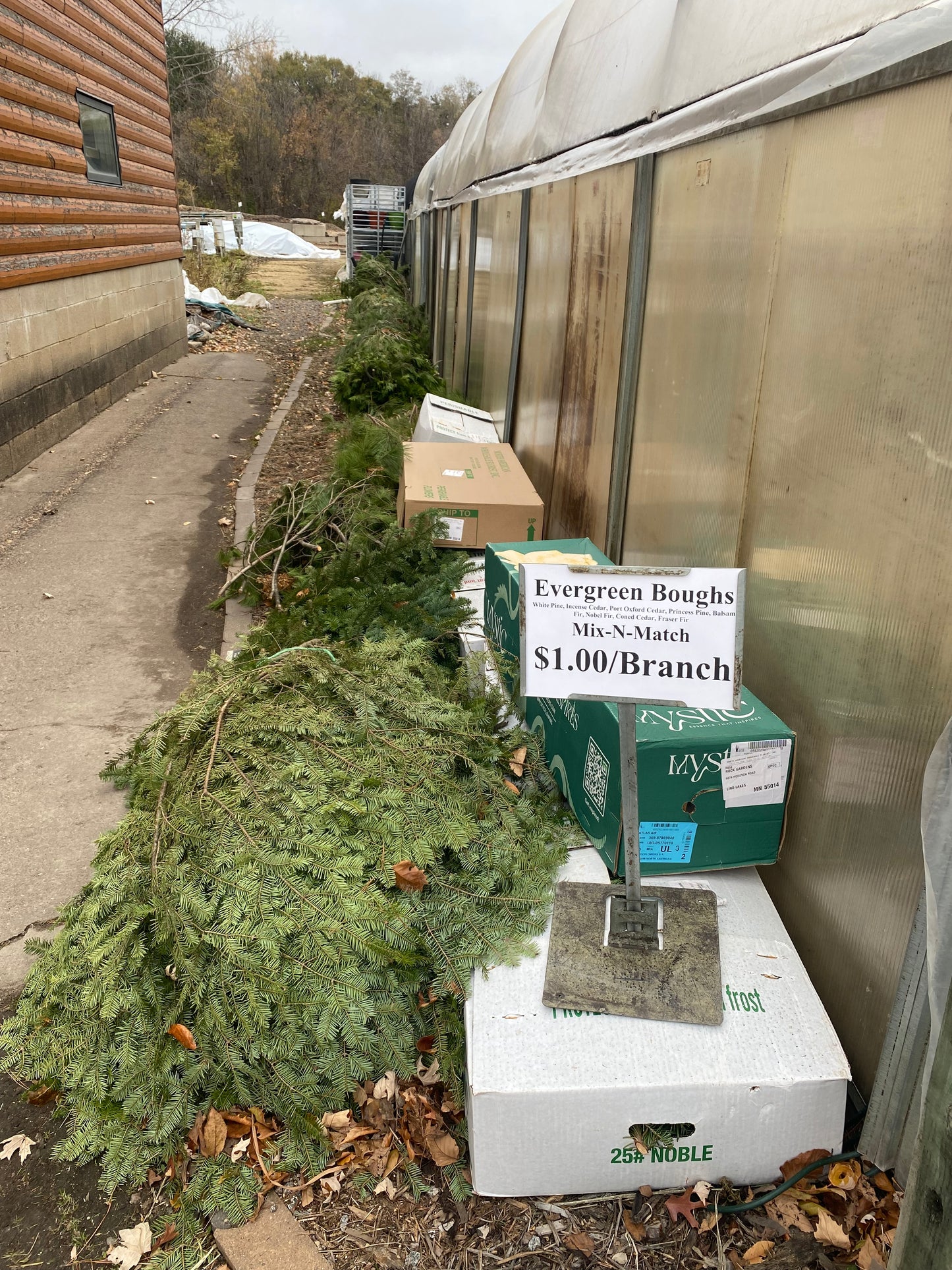 Evergreen Boughs