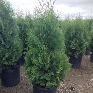 Thuja- Pyramidal Arborvitae-3' : 5 Gallon