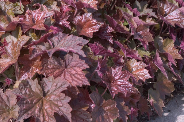 Heuchera- Palace Purple Coralbells