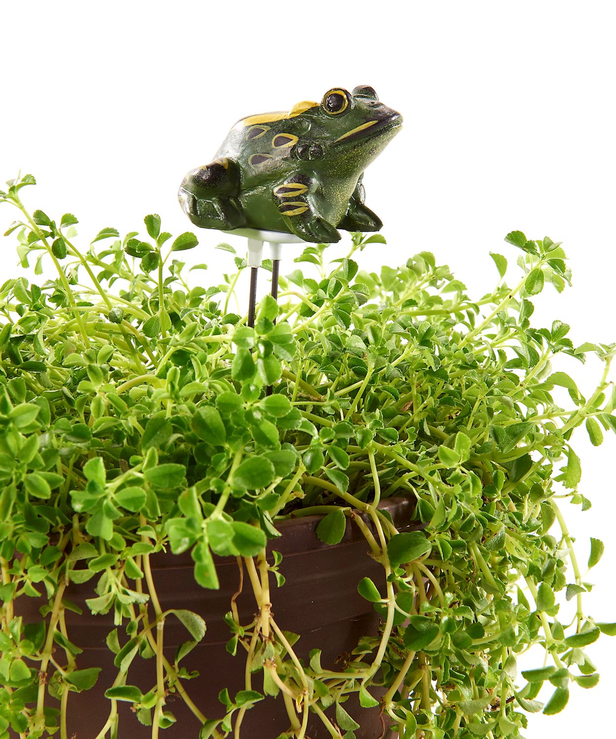 potted plant moisture indicator Polyresin Frog Moisture Meter