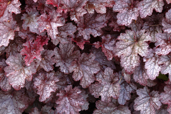 Heuchera- Plum Pudding Coral Bells