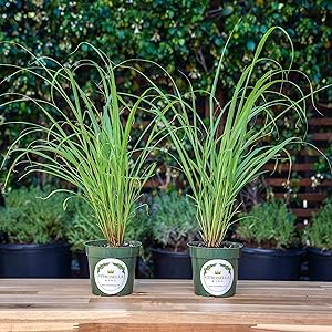 potted grass plant Lemon Grass- 4" Herbs