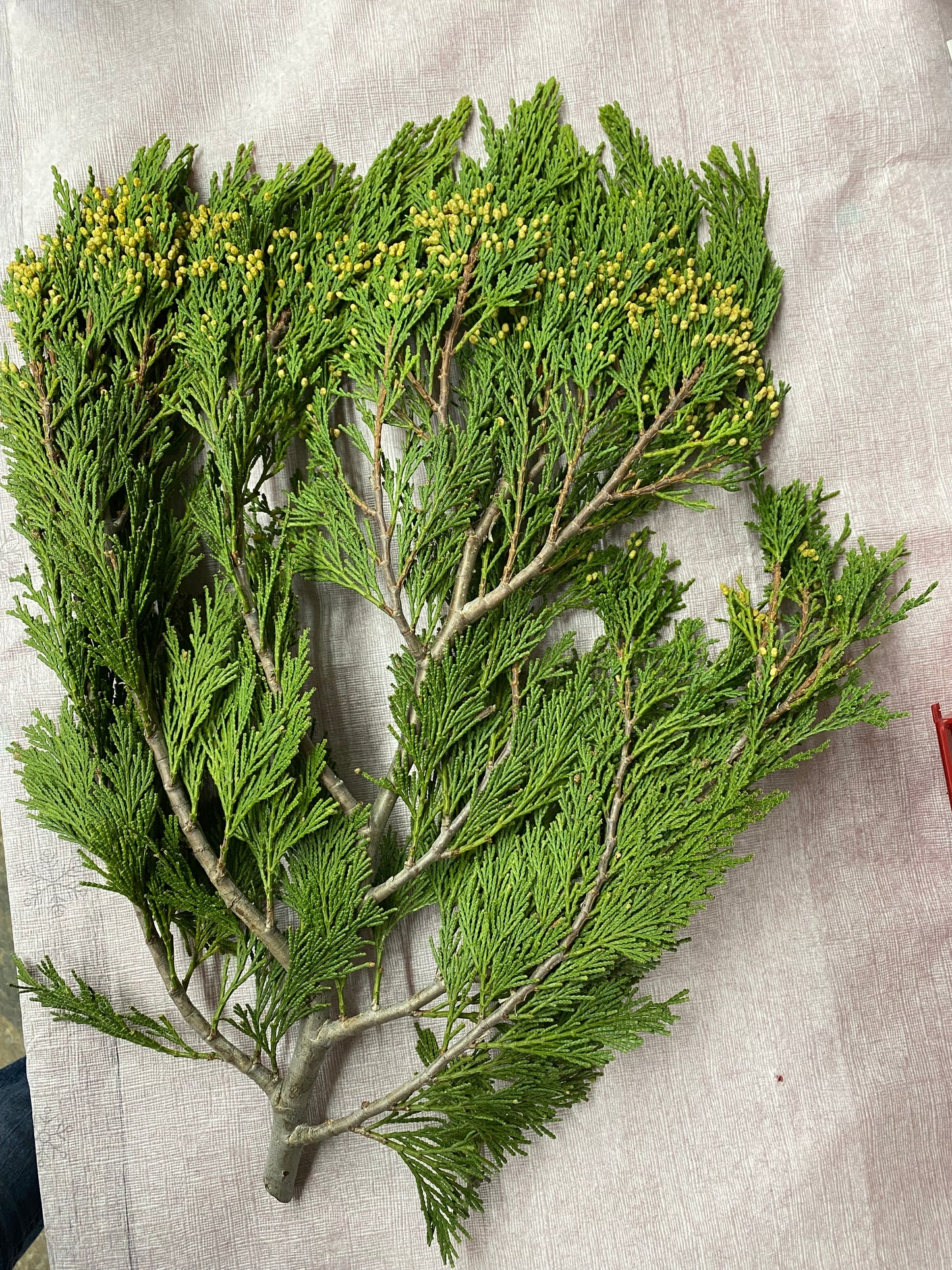 Evergreen Boughs