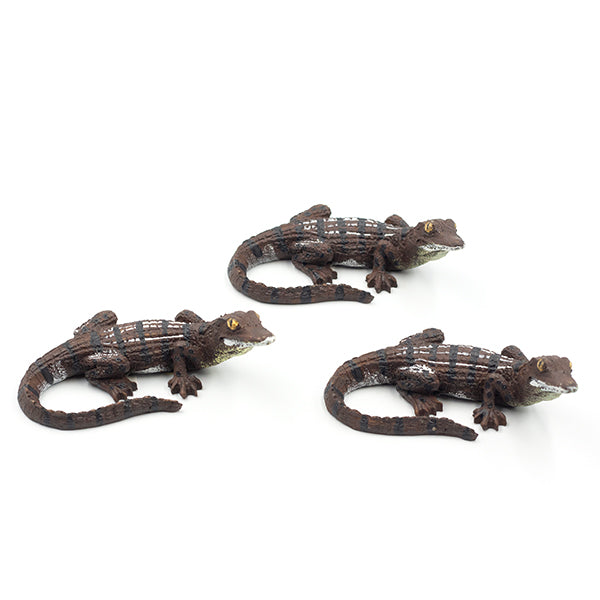 Medium Alligator