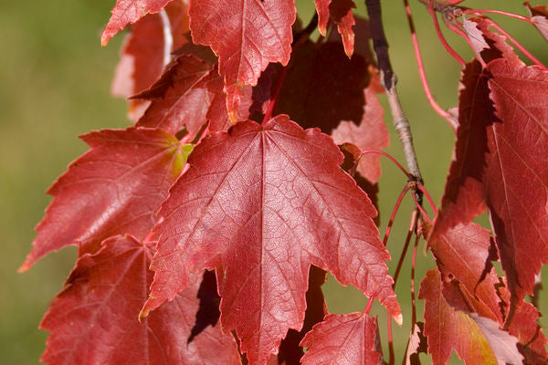 Autumn Radiance® Maple