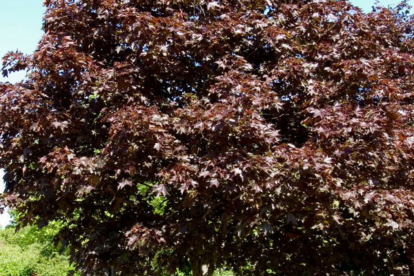 Maple- Royal Red Maple-Maroon