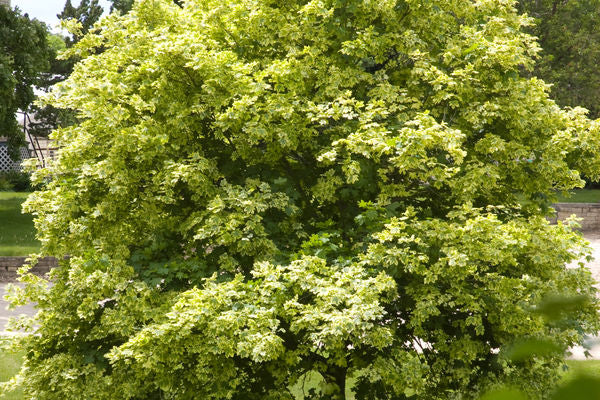 Variegated Norway Maple