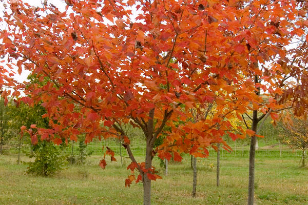 Maple- Northwood Maple #10