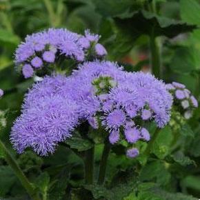 Ageratum- 4 Packs