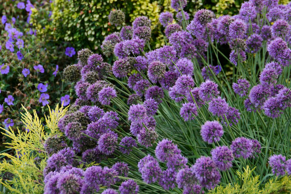 Allium - Medusa Ornamental Onion-Purple