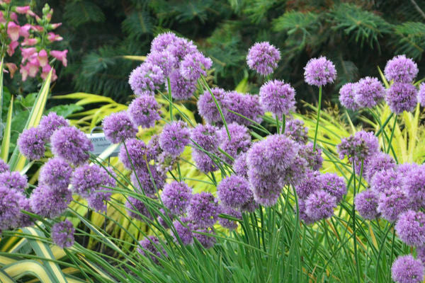 Allium - Medusa Ornamental Onion-Purple
