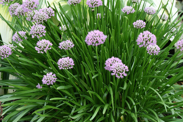 Allium lusitanicum- Summer Beauty Ornamental Onion