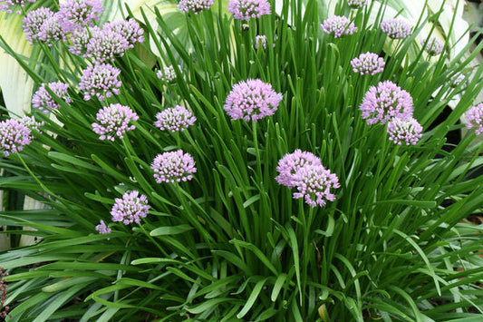 Allium lusitanicum- Summer Beauty Ornamental Onion