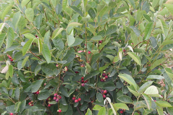 Regent Saskatoon Serviceberry-2 Gallon