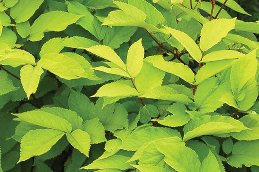 Aralia cordata- Sun King Aralia