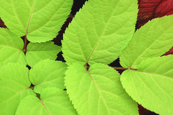 Aralia cordata- Sun King Aralia