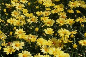 Argyranthemum-Beauty Yellow-4.5" Fancy