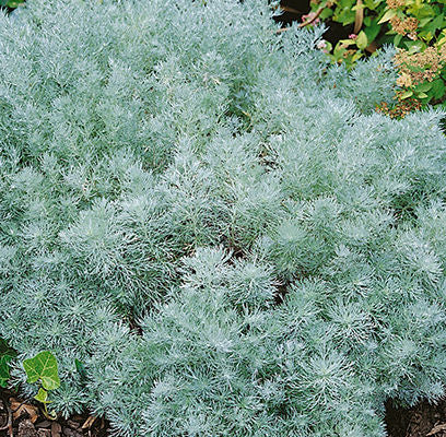 Artemisia schmidtiana- Silver Mound Artemsia