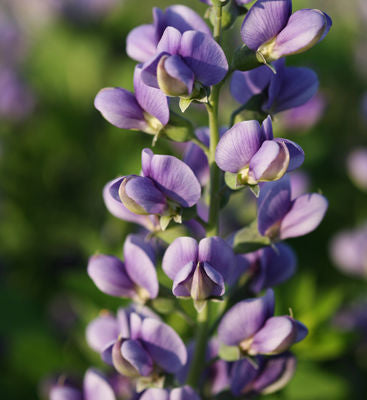 Decadence® Blueberry Sundae False Indigo