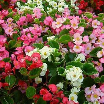 Begonias- 4 Packs