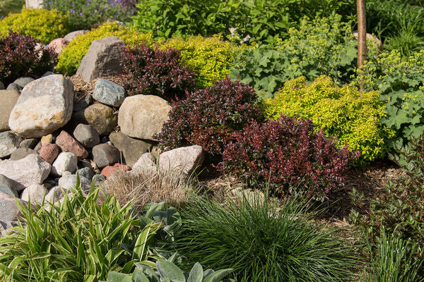 Berberis- Cabernet Barberry