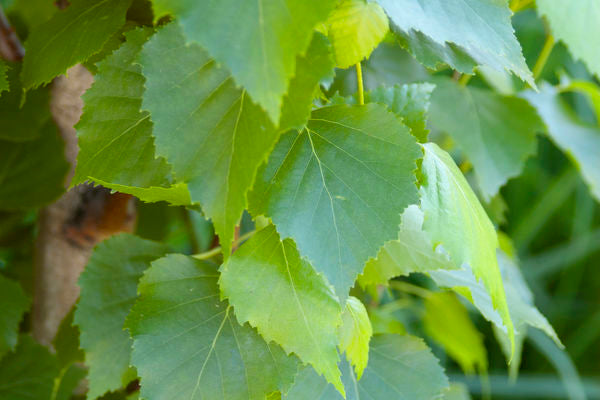 Betula- Parkland Pillar Birch 6' Clump