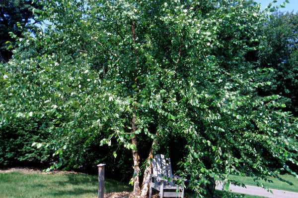 River Birch Clump #25-7' Clump