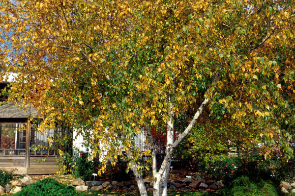 Whitespire Birch-7' Clump : 25 Gallon
