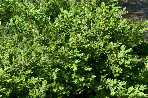 Green Velvet Boxwood-Green : 5 Gallon