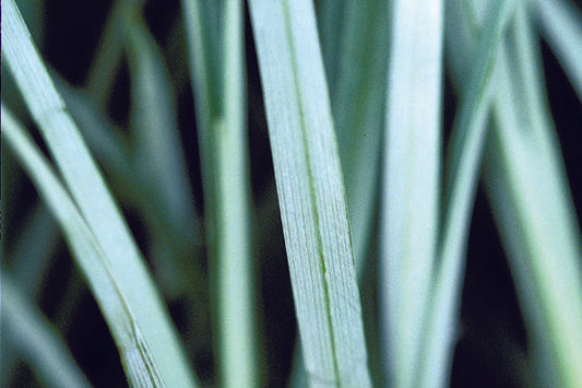 Carex flacca- Blue Zinger Sedge