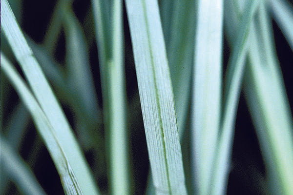 Carex flacca- Blue Zinger Sedge