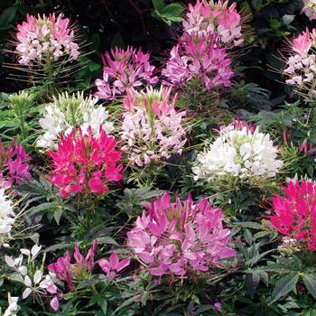 Cleome- 4 Packs