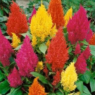 Celosia- 4 Packs