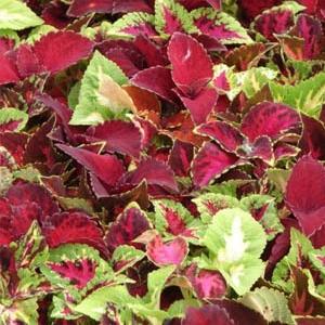 Coleus- 4 Packs