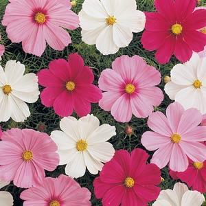 Cosmos- 4 Packs