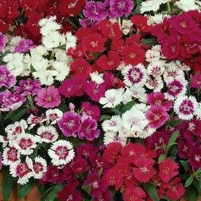 Dianthus- 4 Packs