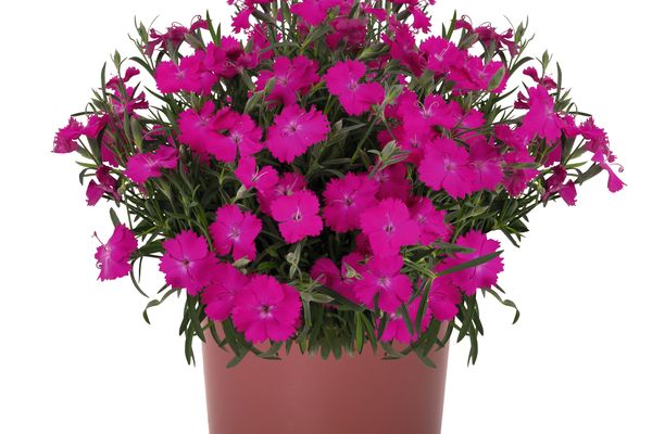 Rock Purple Dianthus