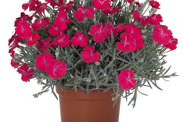 Rock Ruby Dianthus