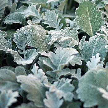 Dusty Miller- 4 Packs